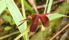 Neurothemis stigmatizans