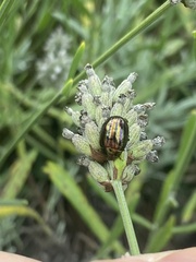 Chrysolina americana