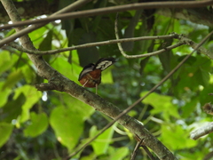 Copsychus malabaricus