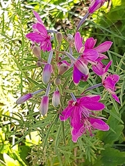 Chamaenerion dodonaei