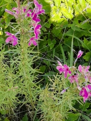 Chamaenerion dodonaei