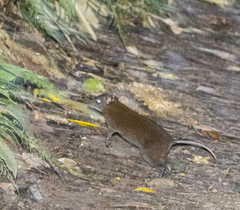 Hypsiprymnodon moschatus