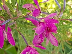 Chamaenerion dodonaei