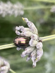 Chrysolina americana