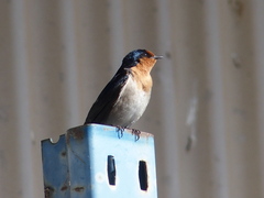 Hirundo neoxena carteri