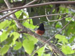 Copsychus malabaricus