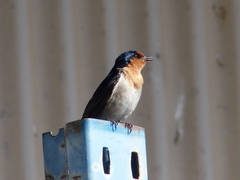 Hirundo neoxena carteri
