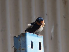 Hirundo neoxena carteri