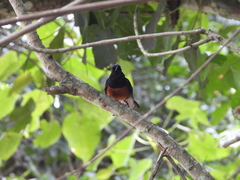 Copsychus malabaricus