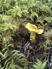 Tricholoma subsejunctum