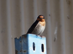 Hirundo neoxena carteri