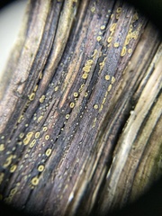 Lachnellula