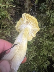 Tricholoma subsejunctum