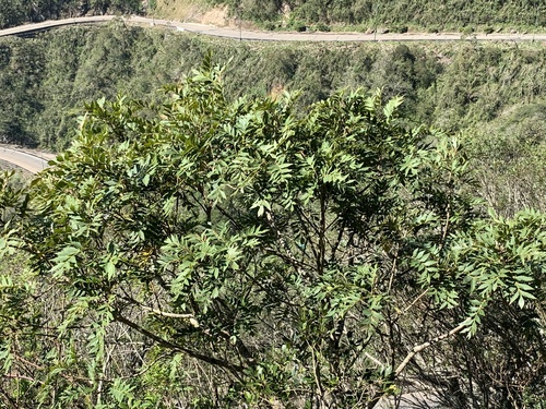 Roupala asplenioides