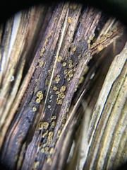 Lachnellula