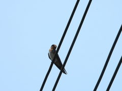 Hirundo tahitica