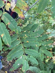 Lachnellula