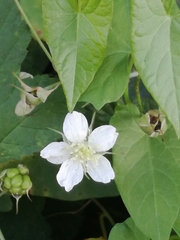 Rubus caesius