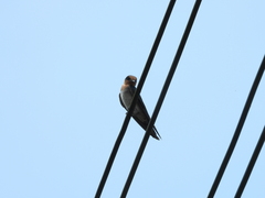 Hirundo tahitica