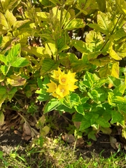Lysimachia punctata