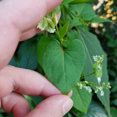 Fallopia scandens