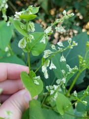 Fallopia scandens
