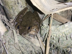 Limnonectes macrodon