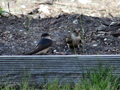 Petrochelidon nigricans