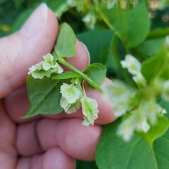 Fallopia scandens