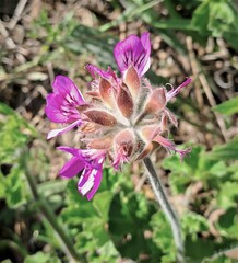 Pelargonium capitatum