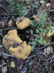 Suillus variegatus