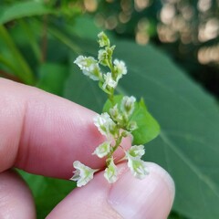 Fallopia scandens