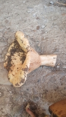 Lactarius controversus