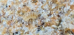 Armadillidium album