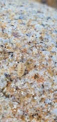 Armadillidium album