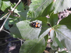 Nicrophorus vespilloides