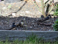 Petrochelidon nigricans
