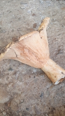 Lactarius controversus