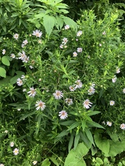 Symphyotrichum firmum