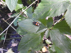 Nicrophorus vespilloides
