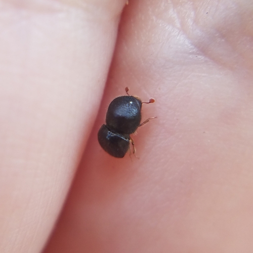 Camphor Shot Borer photo 4