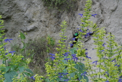 Eugenes fulgens