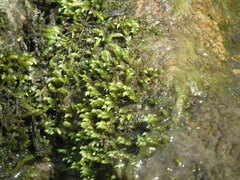 Drepanocladus