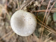 Lactarius vinaceorufescens