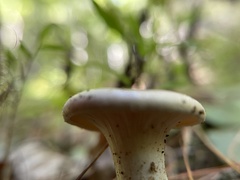 Lactarius vinaceorufescens