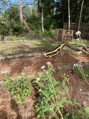 Heraclides cresphontes