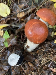 Leccinum aurantiacum
