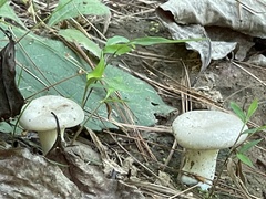 Lactarius vinaceorufescens
