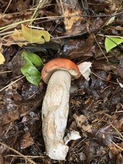 Leccinum aurantiacum
