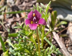 Diascia capensis